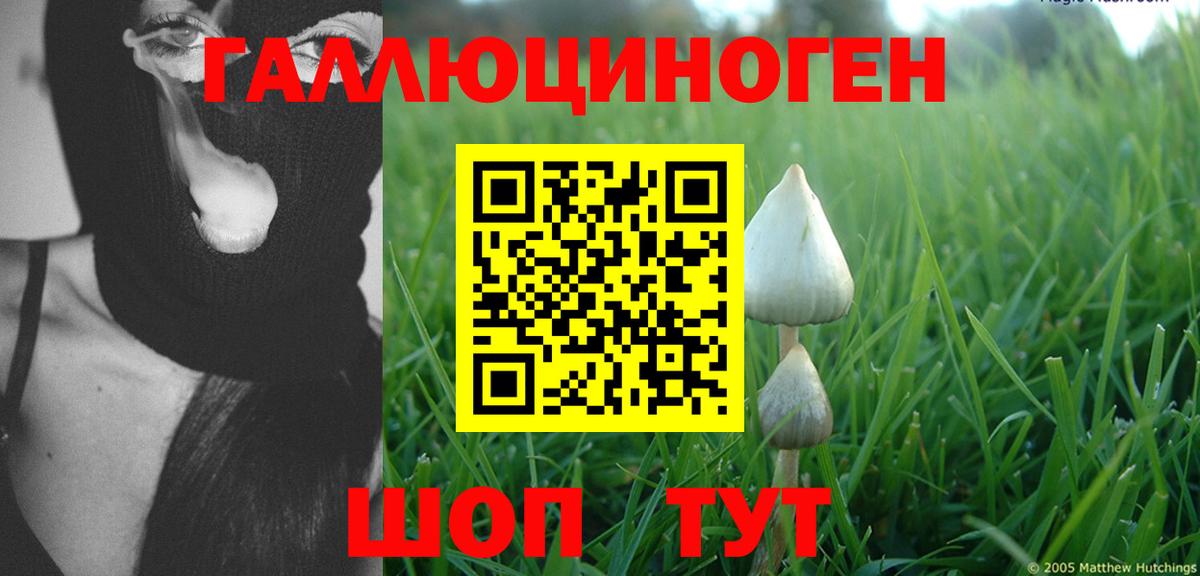 Псилоцибиновые грибы Psilocybe  Вход с VPN  как найти   Балахна  Галлюциногенные грибы Cubensis 
